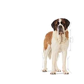Royal Canin Giant Junior koiralle 15 kg