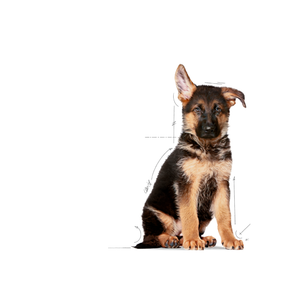 Royal Canin Maxi Puppy koiralle 15 kg