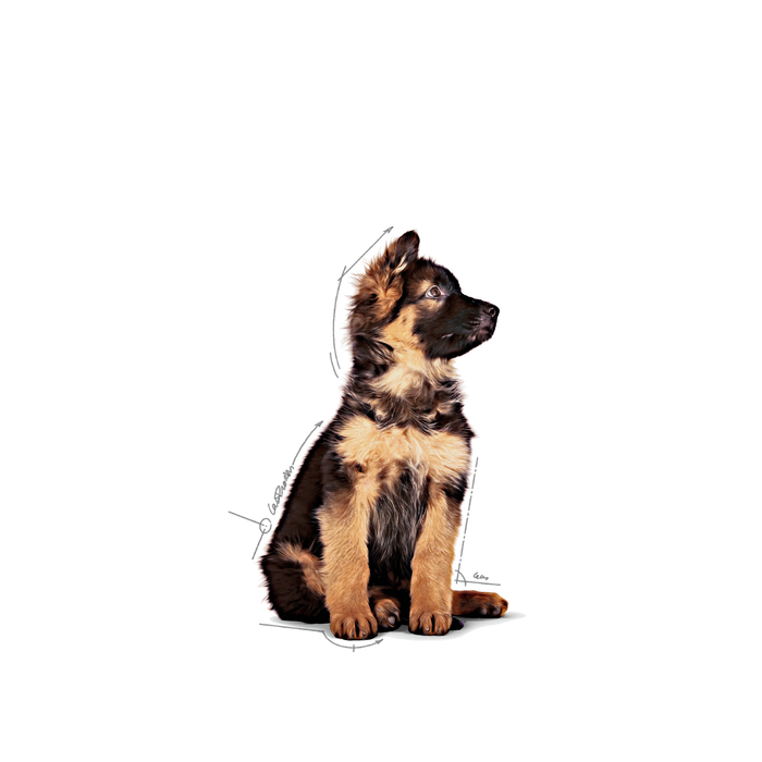 Royal Canin Maxi Puppy koiralle 10 x 140 g