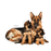 Royal Canin Maxi Starter koiralle 15 kg