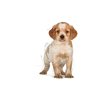 Royal Canin Medium Puppy koiralle 10 kg