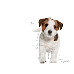 Royal Canin Mini Puppy koiralle 2 kg