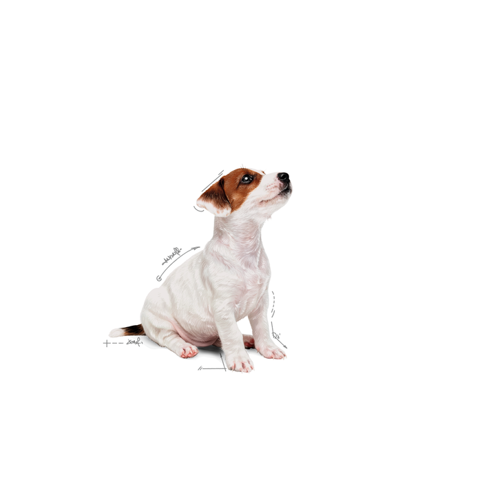 Royal Canin Mini Puppy koiralle 12 x 85 g