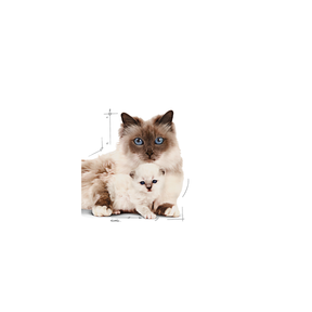 Royal Canin Mother & Babycat Mousse 195 g MAISTELUPAKKAUS