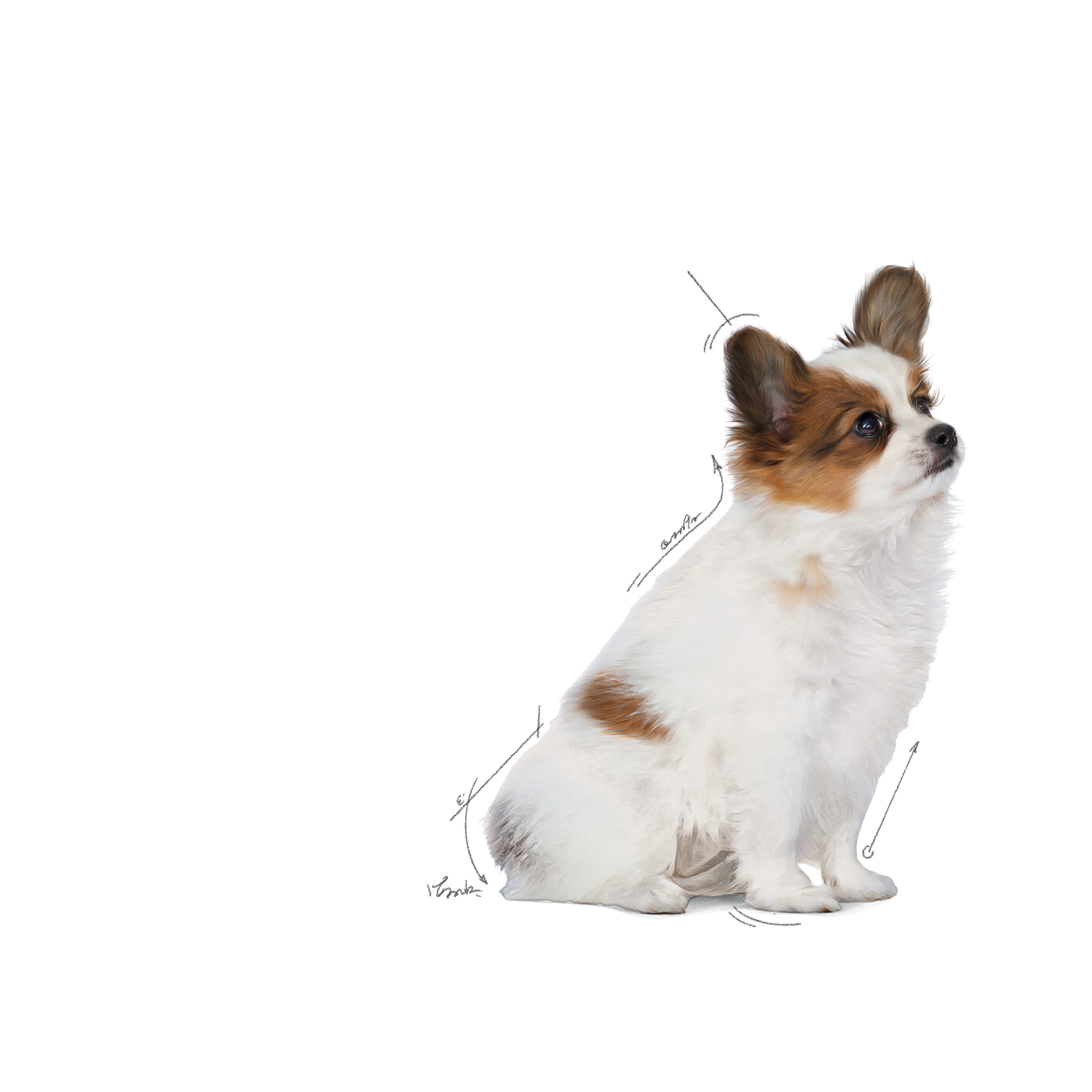 Royal Canin X-Small Puppy koiralle 500 g