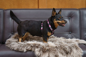 FinNero Camocolor Y-valjas pinkki XS