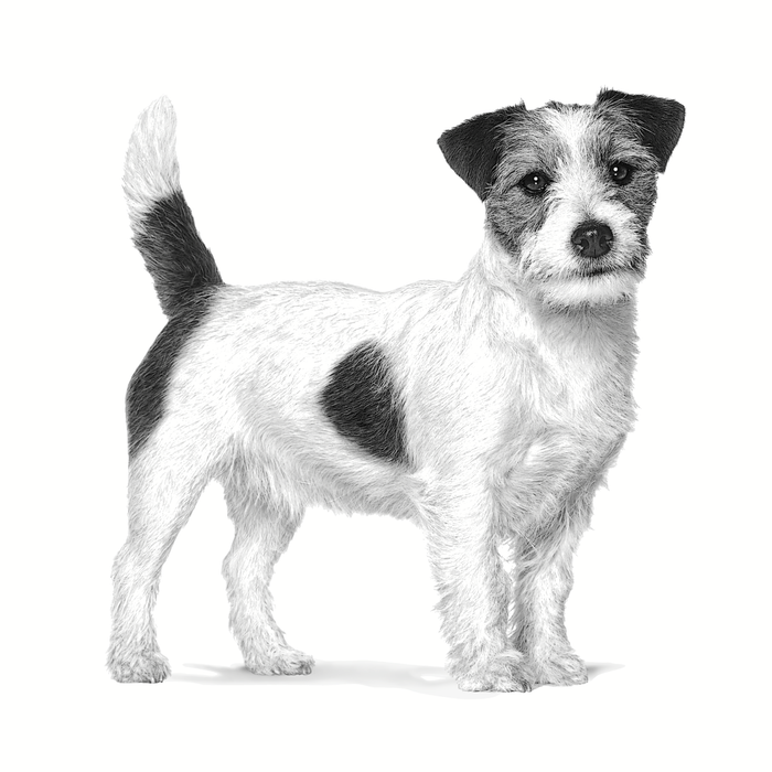 Royal Canin Veterinary Diets Health Management Dental Small Dog koiran kuivaruoka 3,5 kg