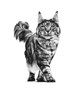 Royal Canin Veterinary Diets Mobility kissan kuivaruoka 4 kg