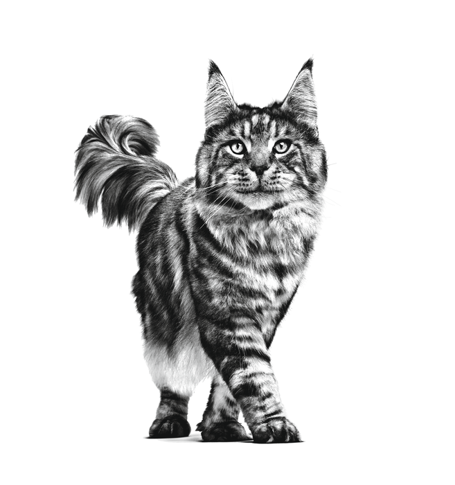 Royal Canin Neutered Satiety Balance kissalle 1,5 kg