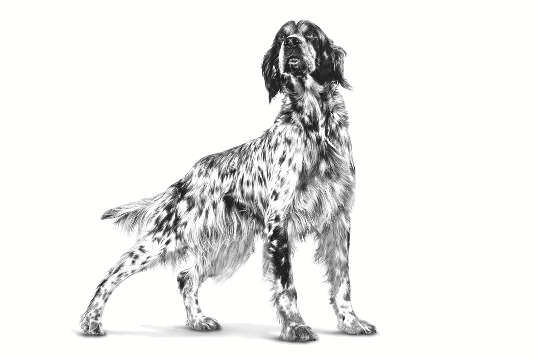 Royal Canin Veterinary Diets Gastrointestinal koiran kuivaruoka 2 kg