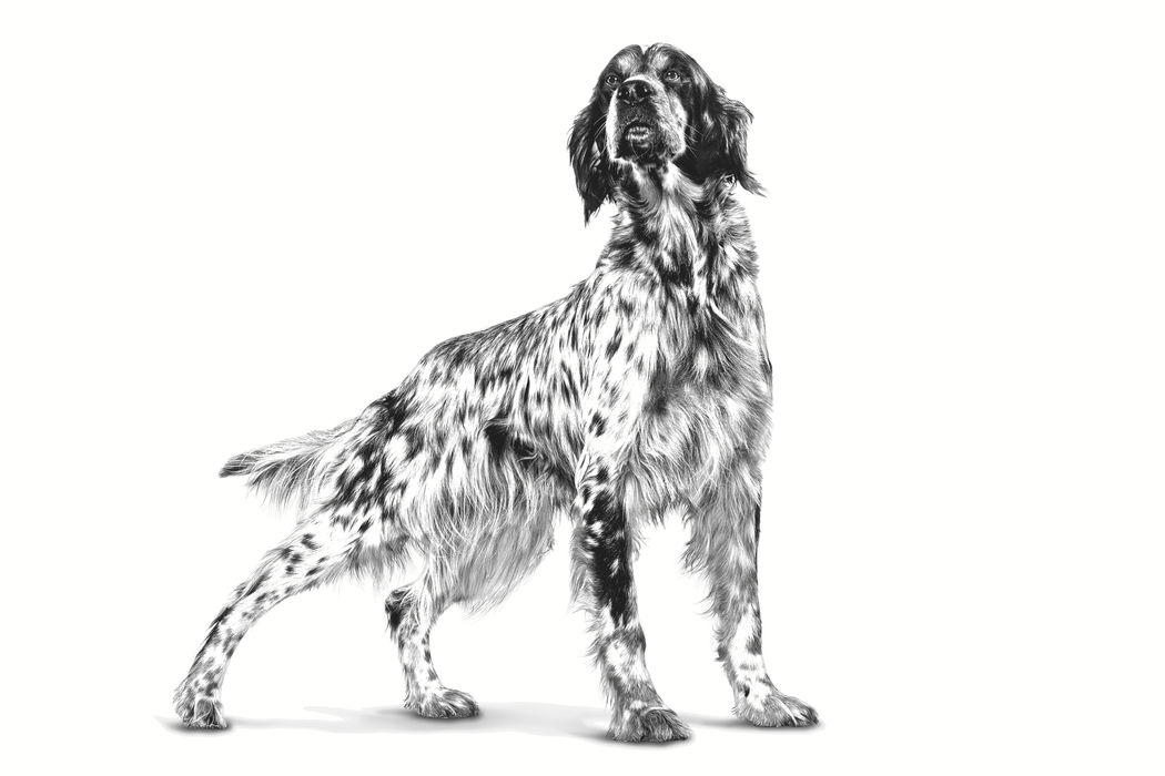 Royal Canin Dental Medium & Large koiralle 6 kg