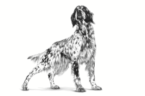 Royal Canin Veterinary Diets Derma Hypoallergenic Loaf säilykepurkki koiran märkäruoka 200 g MAISTELUPAKKAUS