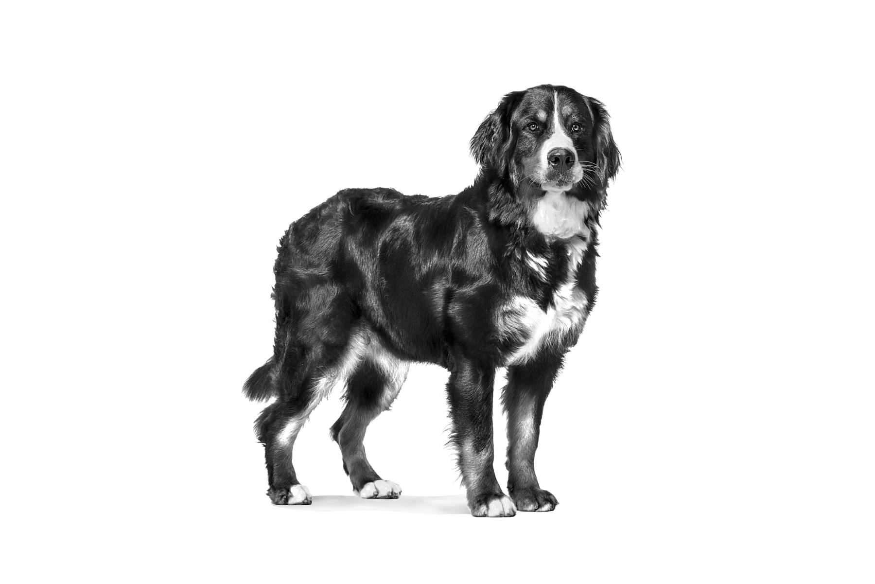 Royal Canin Adult Large koiralle 4 kg PÄIVÄYSTARJOUS