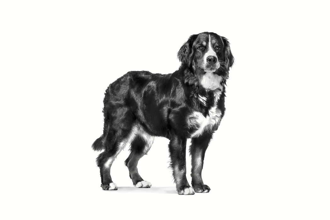 Royal Canin Veterinary Diets Health Management Mature Consult Large Dog koiran kuivaruoka 14 kg