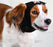 Buster Ear Cover korvasuoja koiralle XS