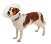 Buster Classic kauluri 40 cm