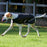 Back on Track Koirantakki Hugo S