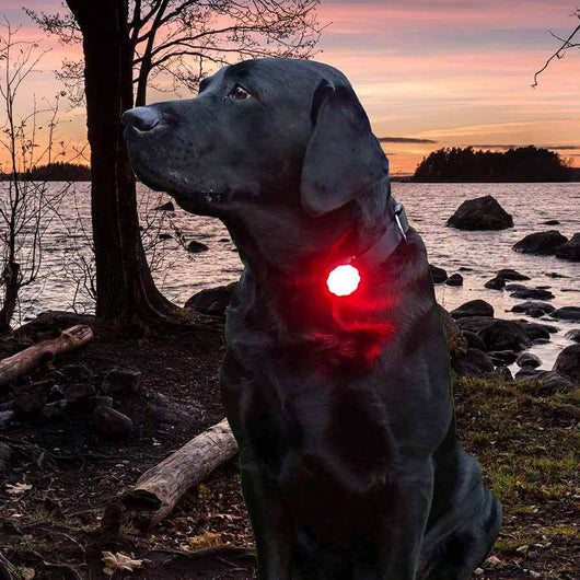 Orbiloc Dog Dual turvavalo punainen