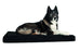 Back on Track ortopedinen koiranpeti 50 x 60 cm