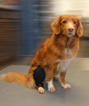 Taituki Polvituki vasen takajalka L