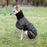 Back on Track Whippet-takki 30